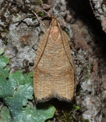 Psilocorsis cryptolechiella