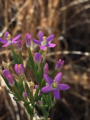 Zeltnera muehlenbergii