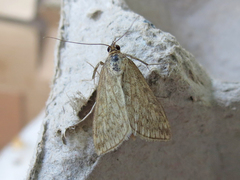 Sitochroa chortalis