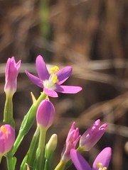 Zeltnera muehlenbergii