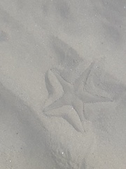 Astropecten jonstoni