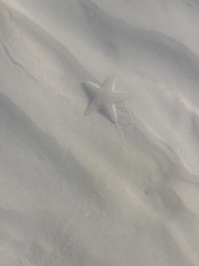 Astropecten jonstoni