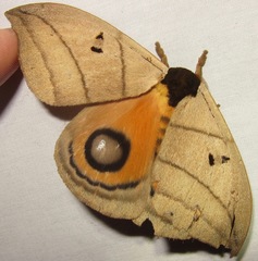 Hemileucinae