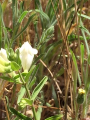 Scutellaria californica