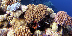 Thalassoma amblycephalus