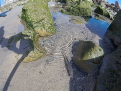 Trachurus
