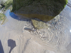 Trachurus