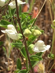 Scutellaria californica