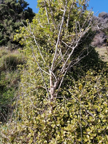 Pennantia corymbosa (Pennantia corymbosa)