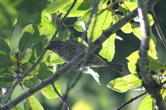 Haemorhous purpureus