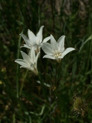 Triteleia peduncularis