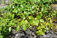 Vinca difformis