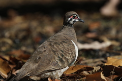 Geophaps scripta