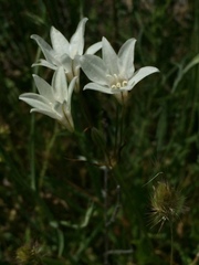 Triteleia peduncularis