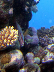 Sargocentron spiniferum