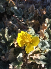 Potentilla holmgrenii