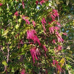 Tristerix corymbosus