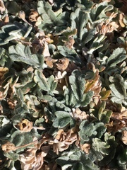 Potentilla holmgrenii