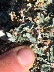 Potentilla holmgrenii