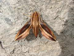 Xylophanes thyelia