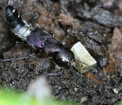 Platydracus violaceus