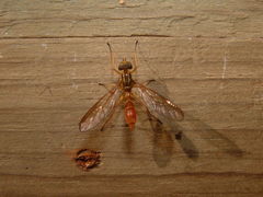 Ptecticus extensipes
