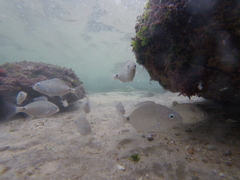 Diplodus