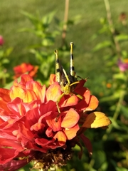 Schistocerca obscura