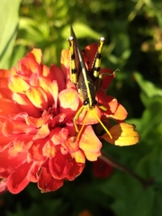 Schistocerca obscura