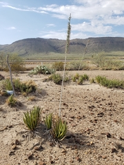 Dasylirion acrotrichum