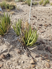 Dasylirion acrotrichum