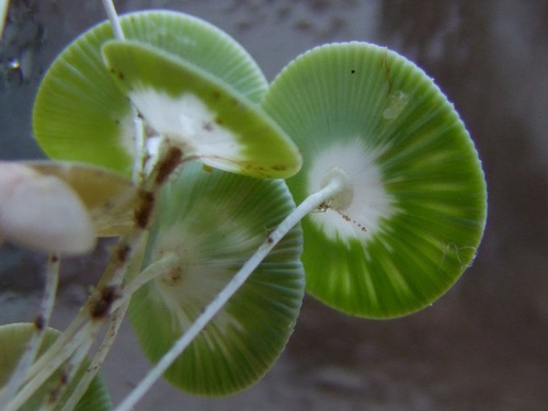 Polyphysaceae