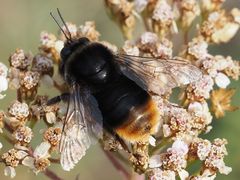 Bombus confusus