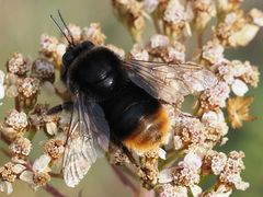 Bombus confusus