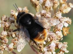 Bombus confusus