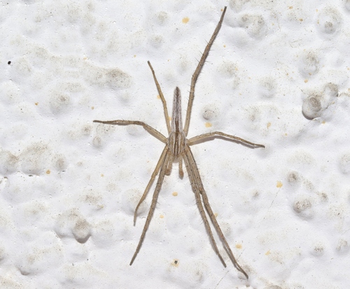 Chamberlain's Lynx Spider