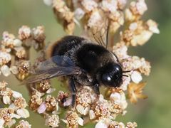Bombus confusus