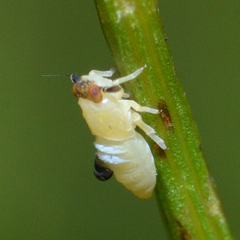 Pissonotus