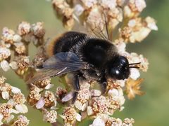 Bombus confusus