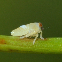 Pissonotus