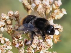 Bombus confusus