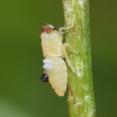 Pissonotus