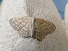 Scopula inductata