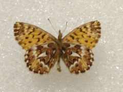 Boloria freija browni