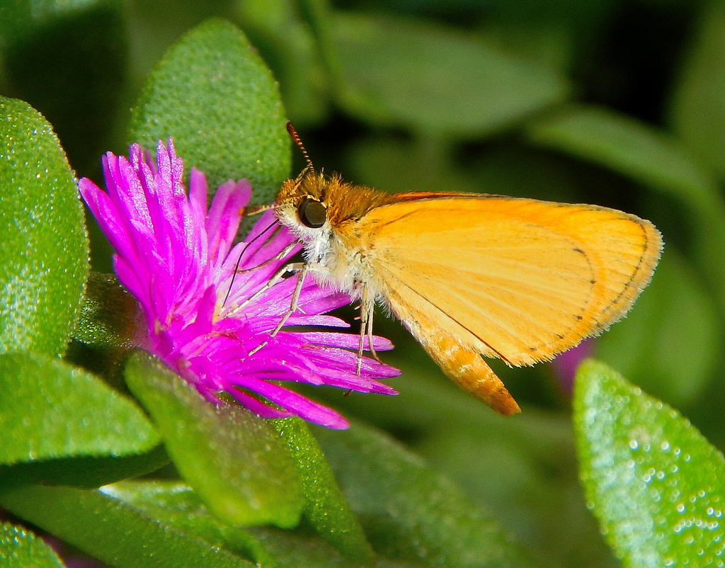 Tropical Least Skipper