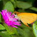 Tropical Least Skipper - Photo (c) Jonh Arias, some rights reserved (CC BY-NC), uploaded by Jonh Arias