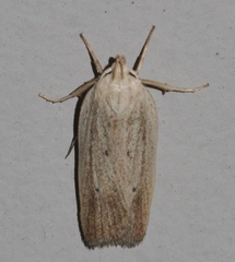 Gonioterma mistrella