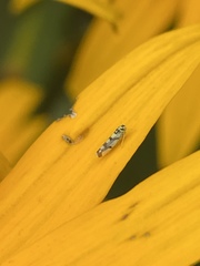 Eupteryx atropunctata