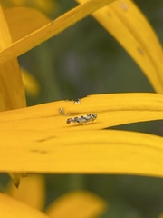 Eupteryx atropunctata