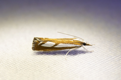 Catoptria latiradiellus